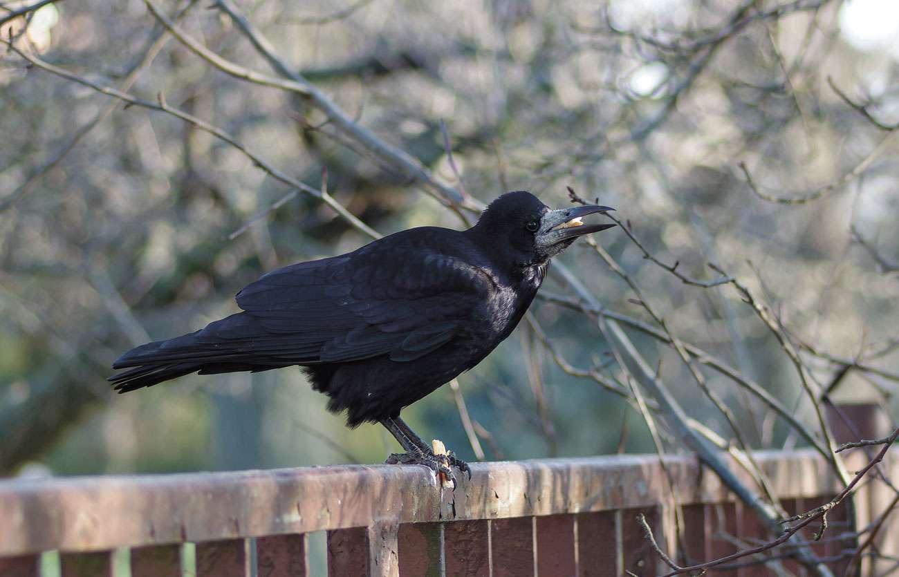 Be on the lookout for rooks this spring