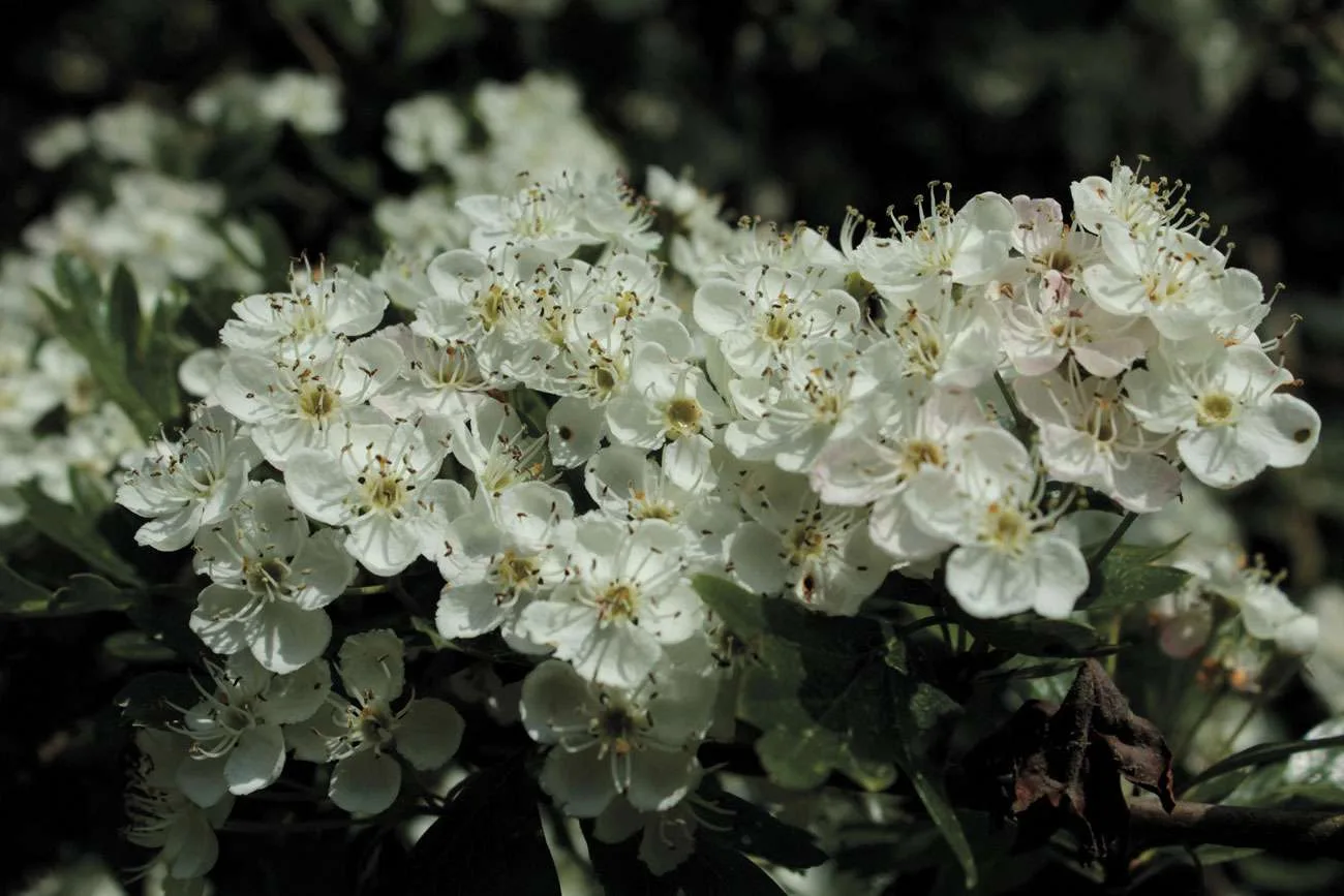 Blackthorn