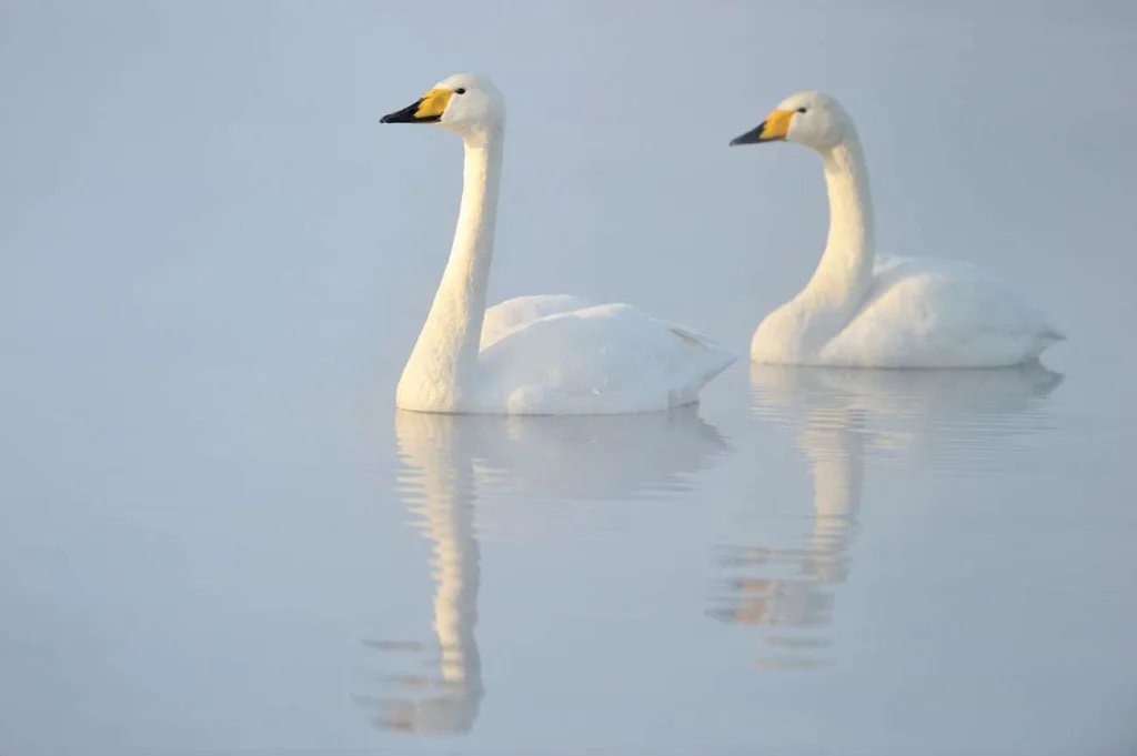 WHOOPER SWAN