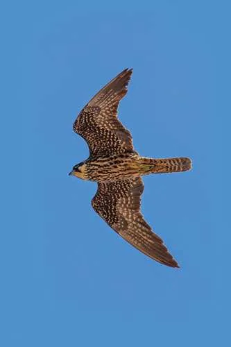 Eleonoras falcon