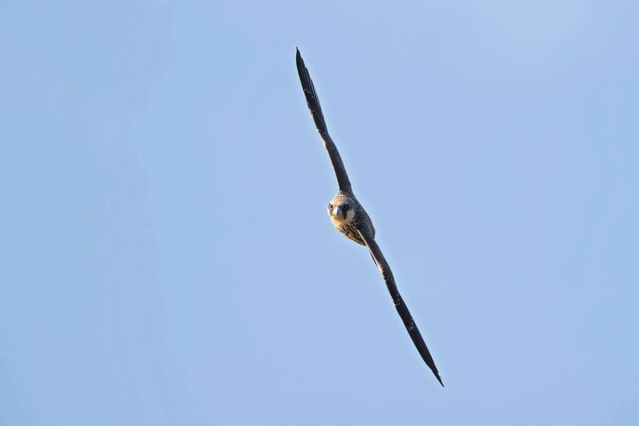 Falcon
