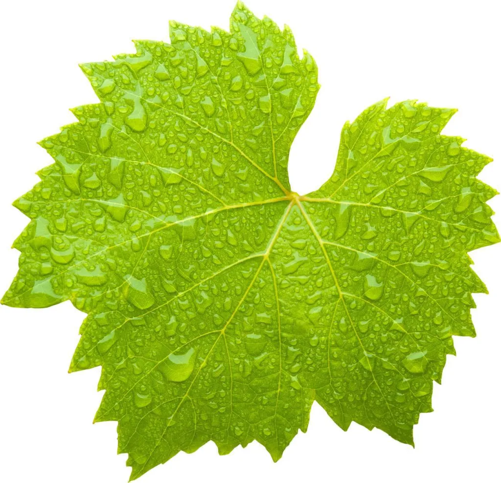 Green leaf
