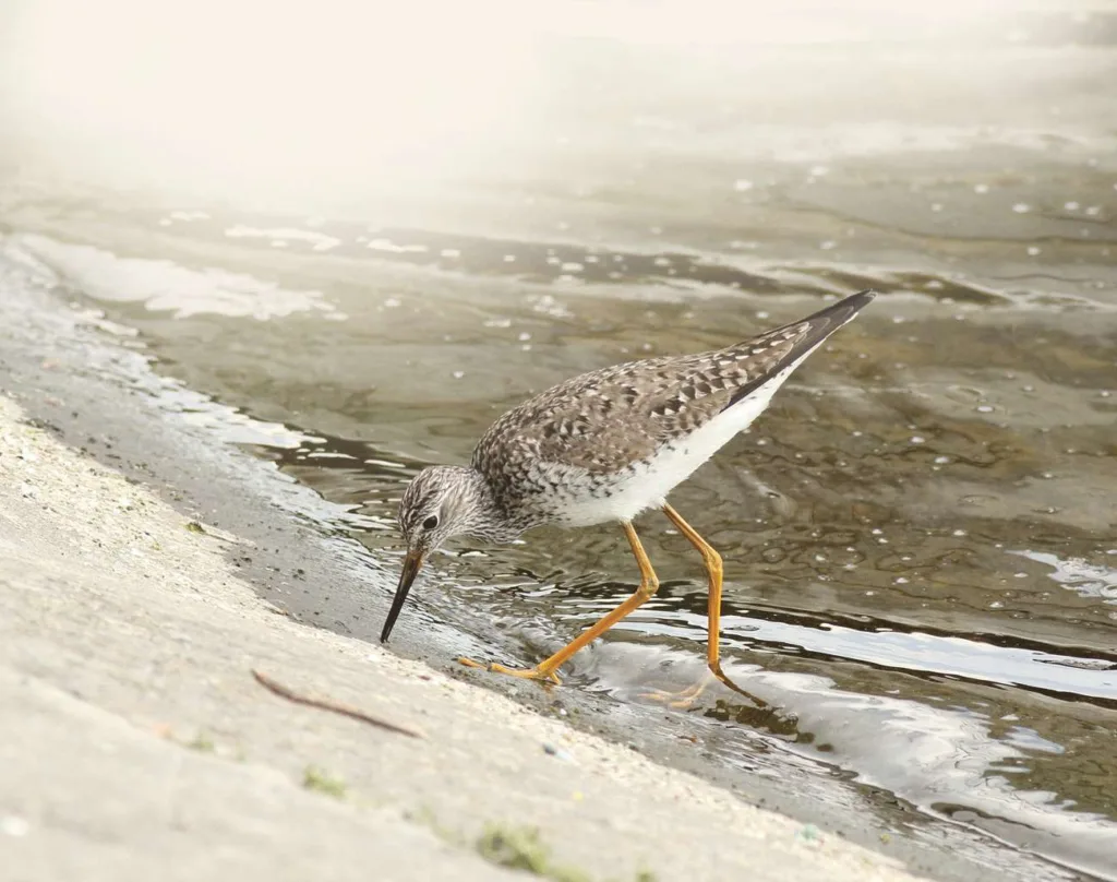 Lesser Yellowlegs QE2 2.2
