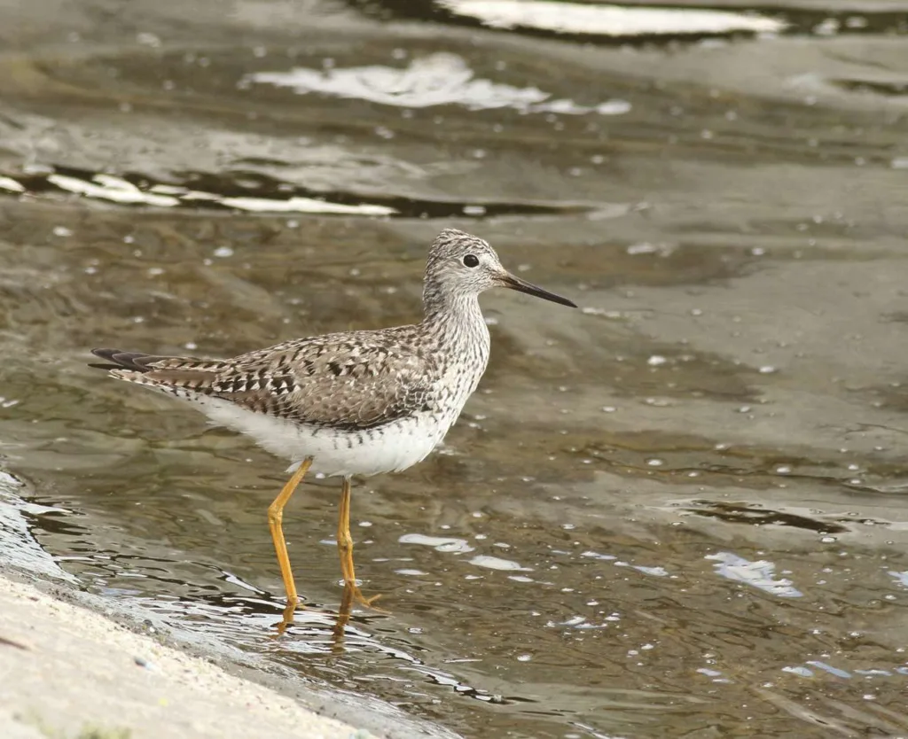 Lesser Yellowlegs QE2 2.3