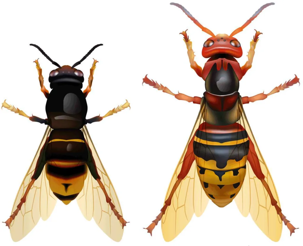 hornet comparison jpg