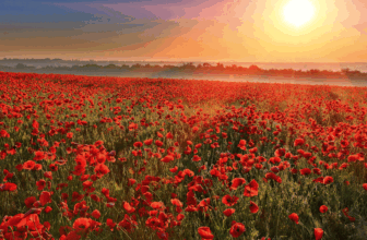 Remembrance Sunday – November 13th