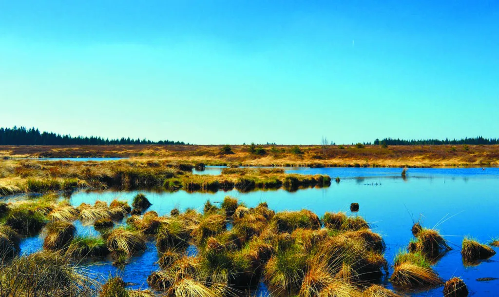 Pet Bog