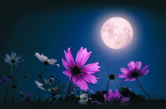 Gardening by Moonlight