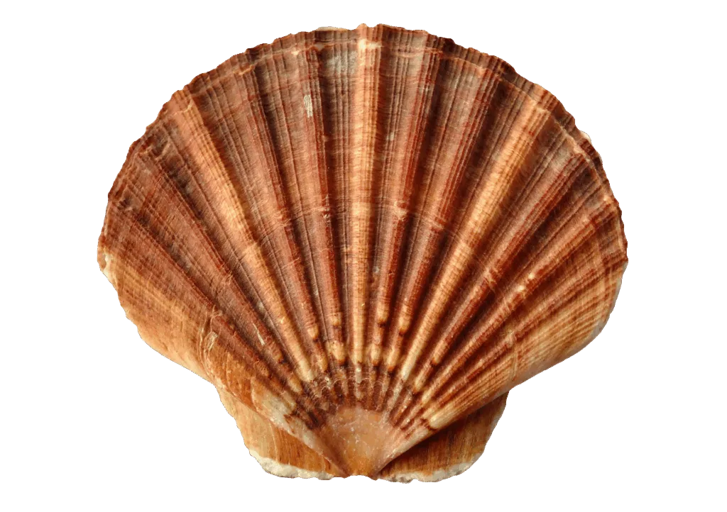 sea 1162744