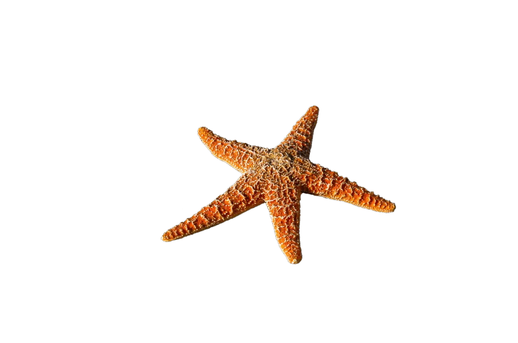 starfish 2634646