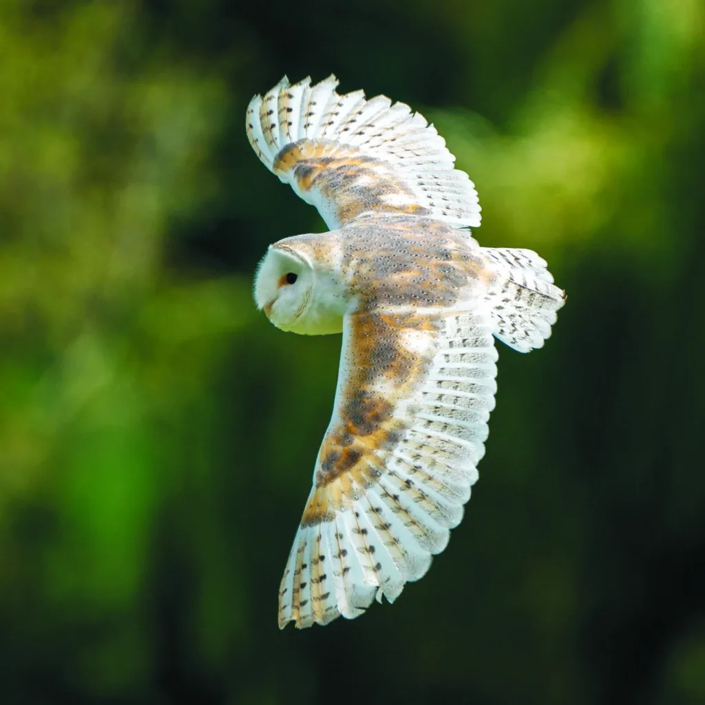 Common Barn Owl