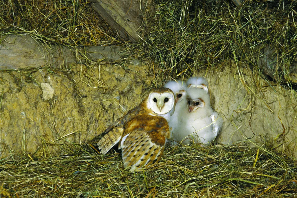 Barn Owl, tyto alba, Adult with Chicks, Normandy