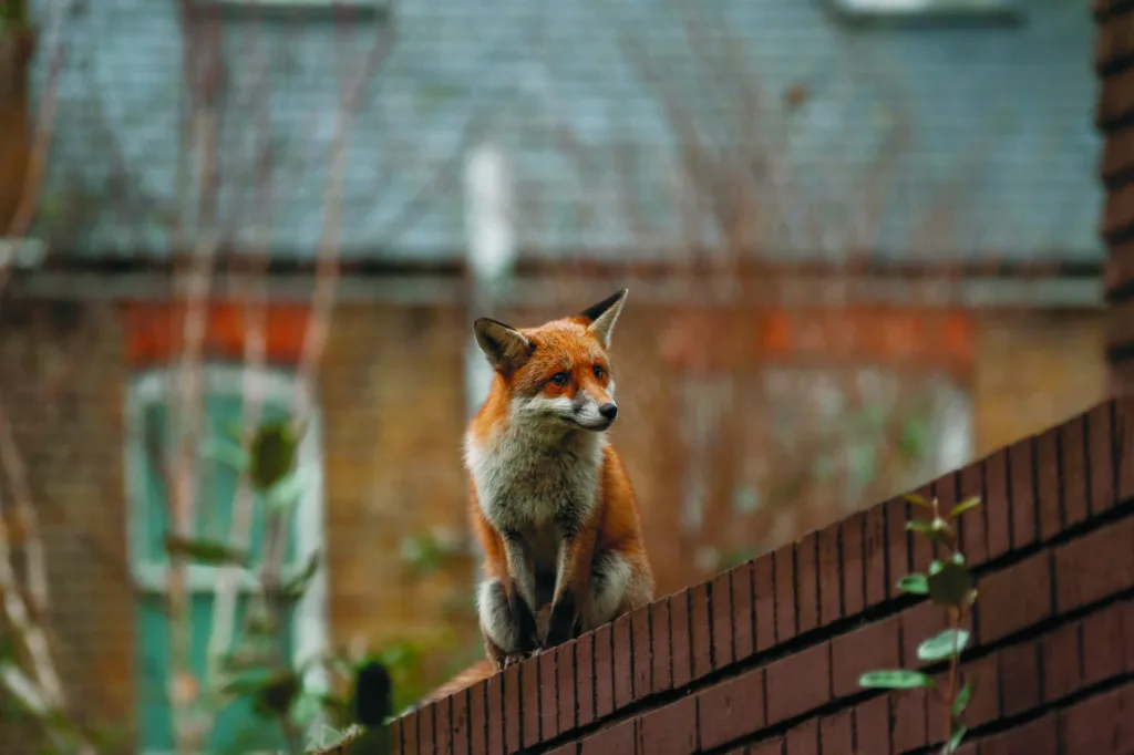 Urban red fox (Vulpes vulpes)