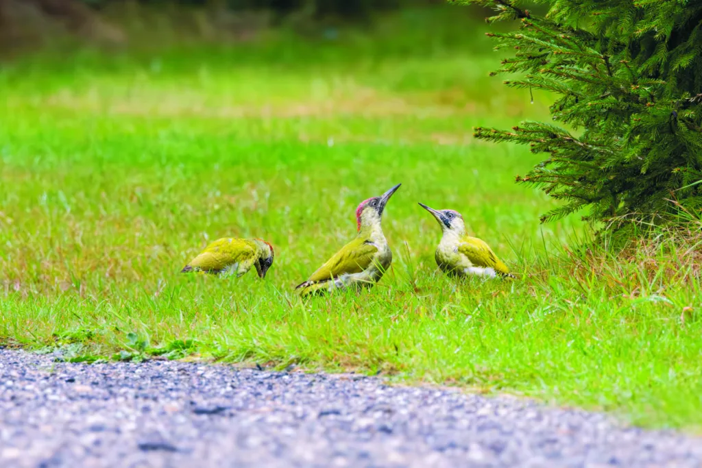 Close up of a family of three Green Woodpeckers, Picus viridis,