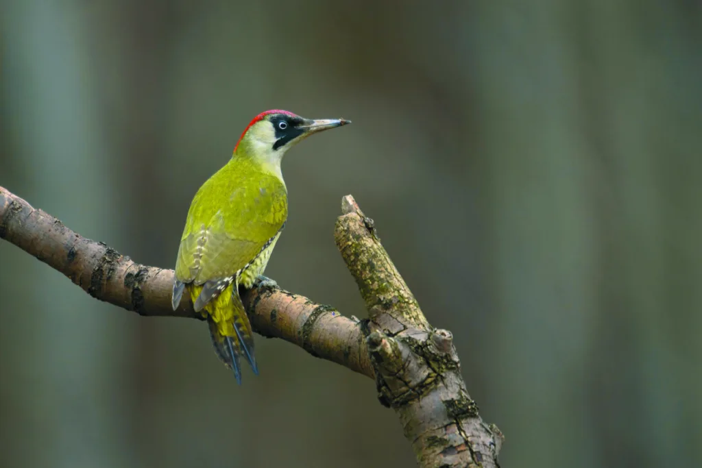 Green Woodpecker Picus viridis – adult female