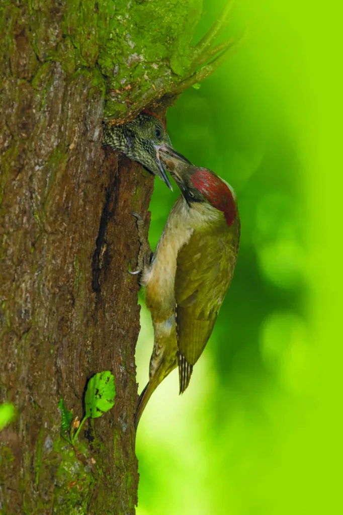 The European Green Woodpecker, Picus viridis is feeding its chic