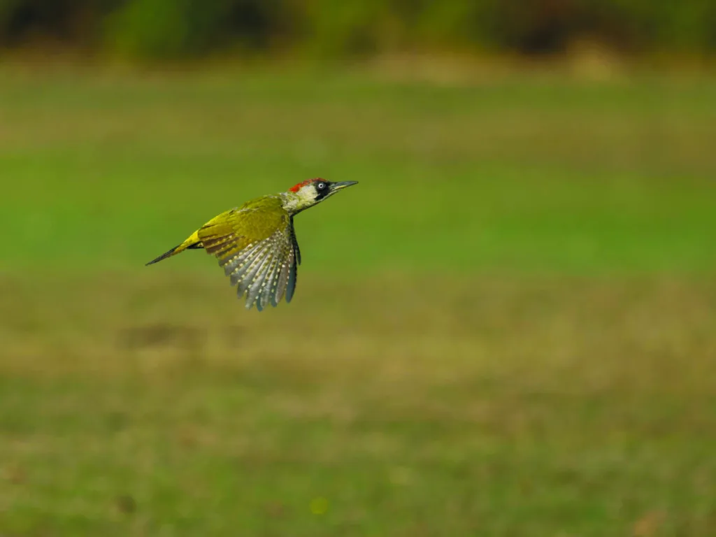 Closeup of a European green woodpecker (Picus viridis) flying ab