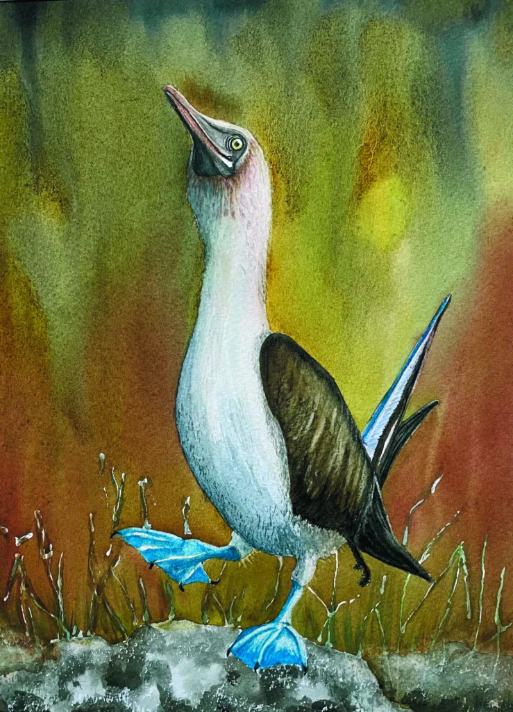 The Blue Footed Booby