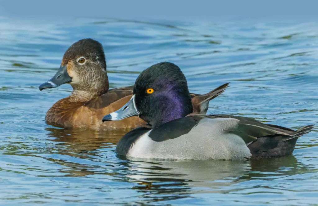 A male and female ring necked duck swim side by side on a lake.