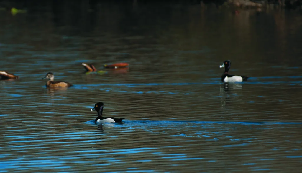 Ring Necked Duck