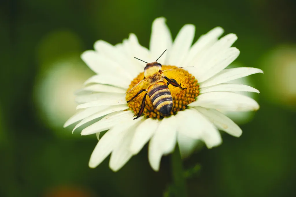A wild bee on a flower on nature background