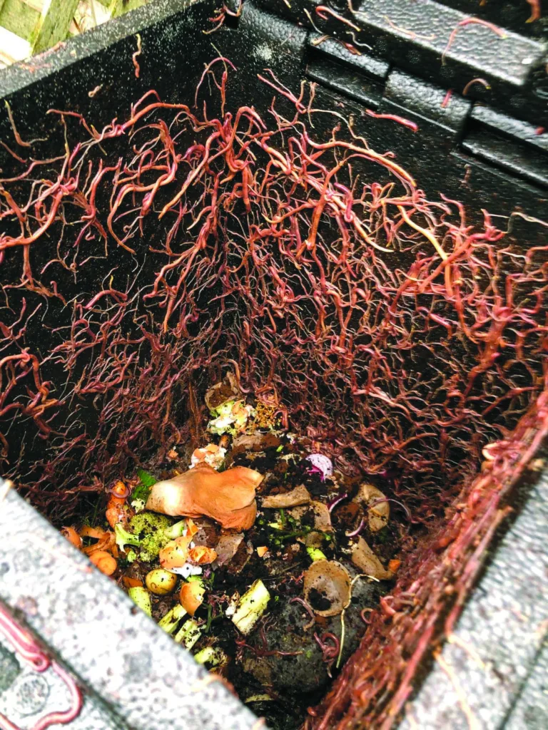 worms
