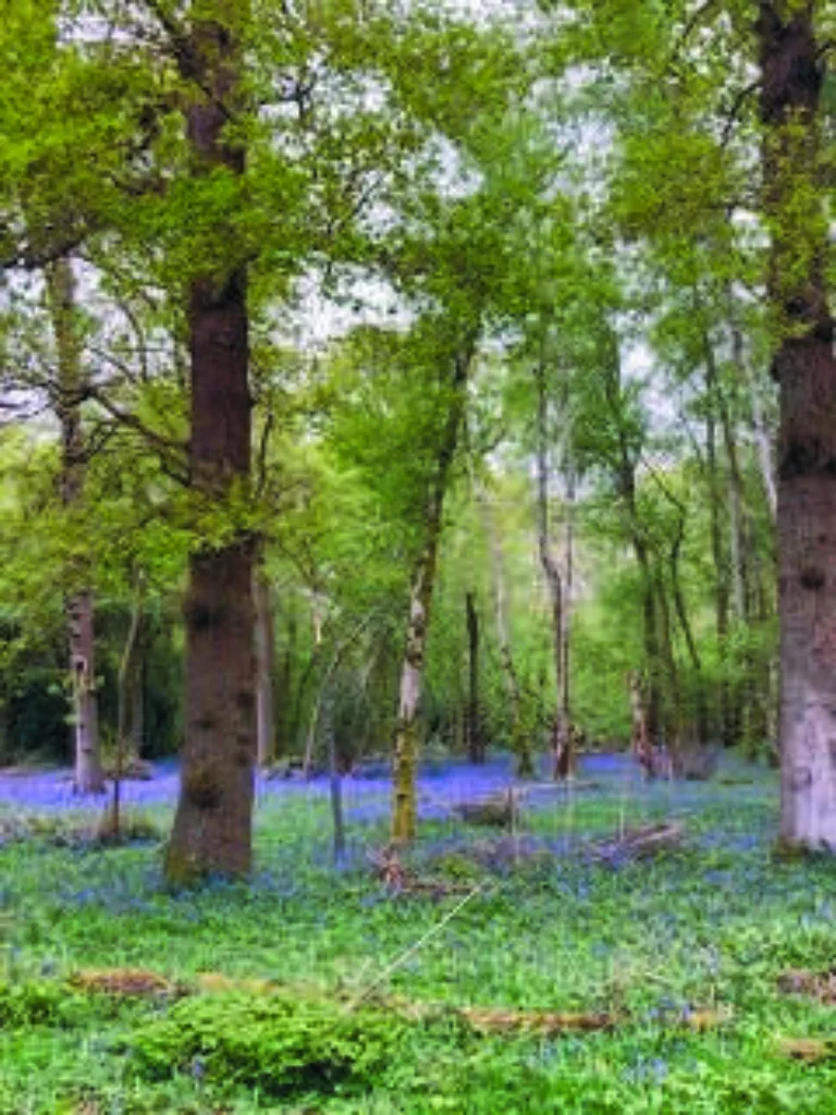 Cucknells Wood