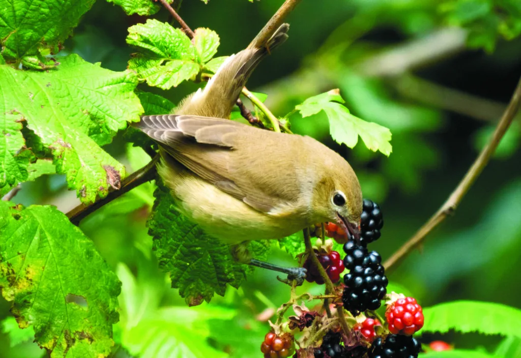 garden warbler in the forest