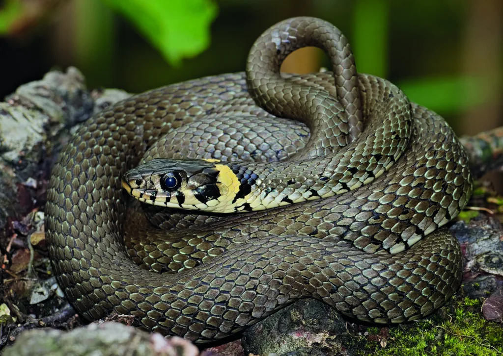 Grass Snake 1