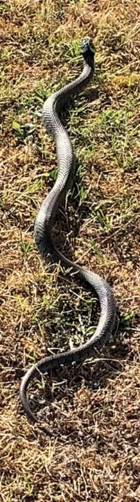Grass Snake