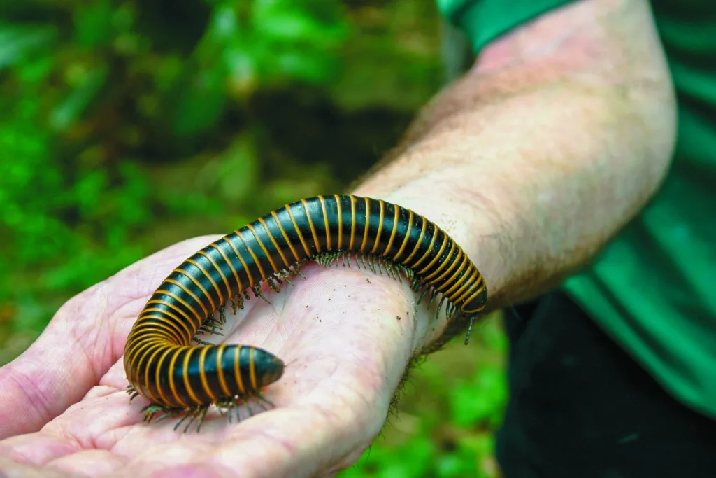 Yellow Banded Millipede crawling on a person’s hand