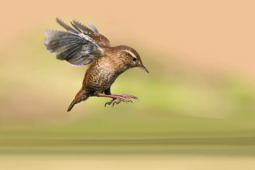 Incredibile natura, scricciolo comune in volo sopra il fiume (Tr