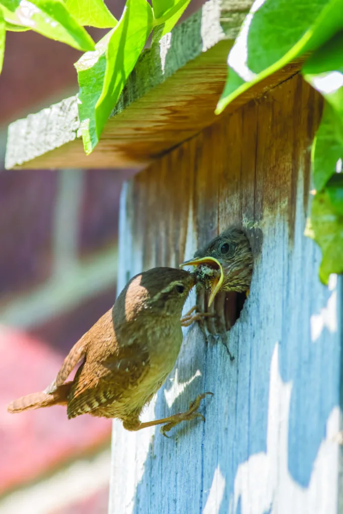 Wren chick fed by parent bird in garden nest box