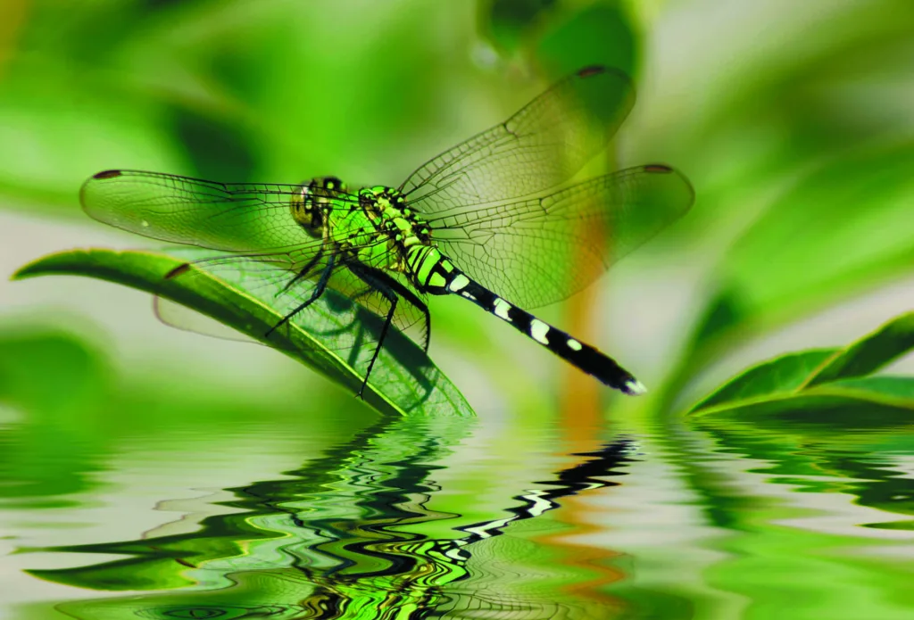 Dragonfly reflections