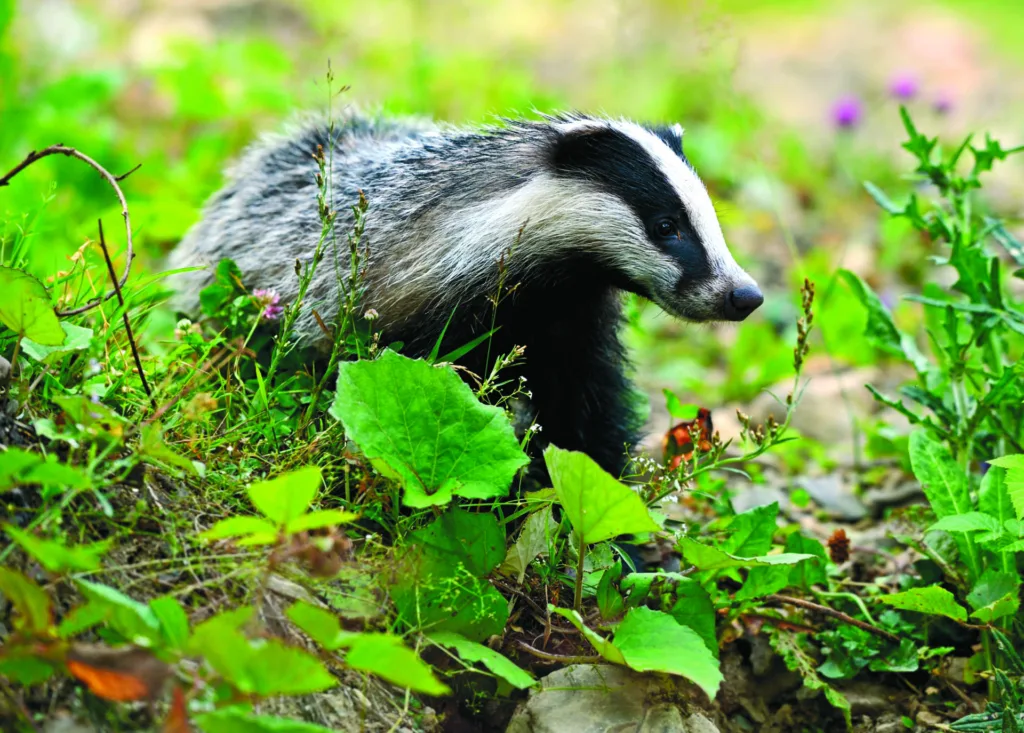 Badger