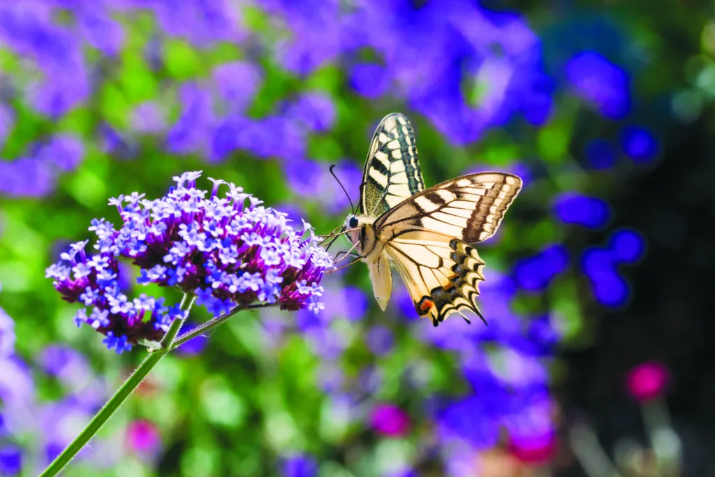 Underside view of papilio machaon old world swallowtail butterfl