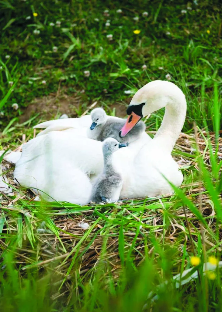 Cygnets