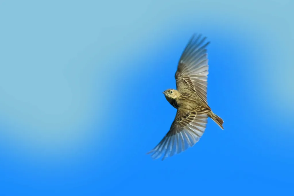 Tree Pipit