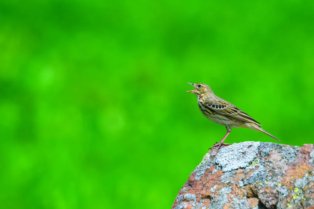 Tree pipit bird on a rock