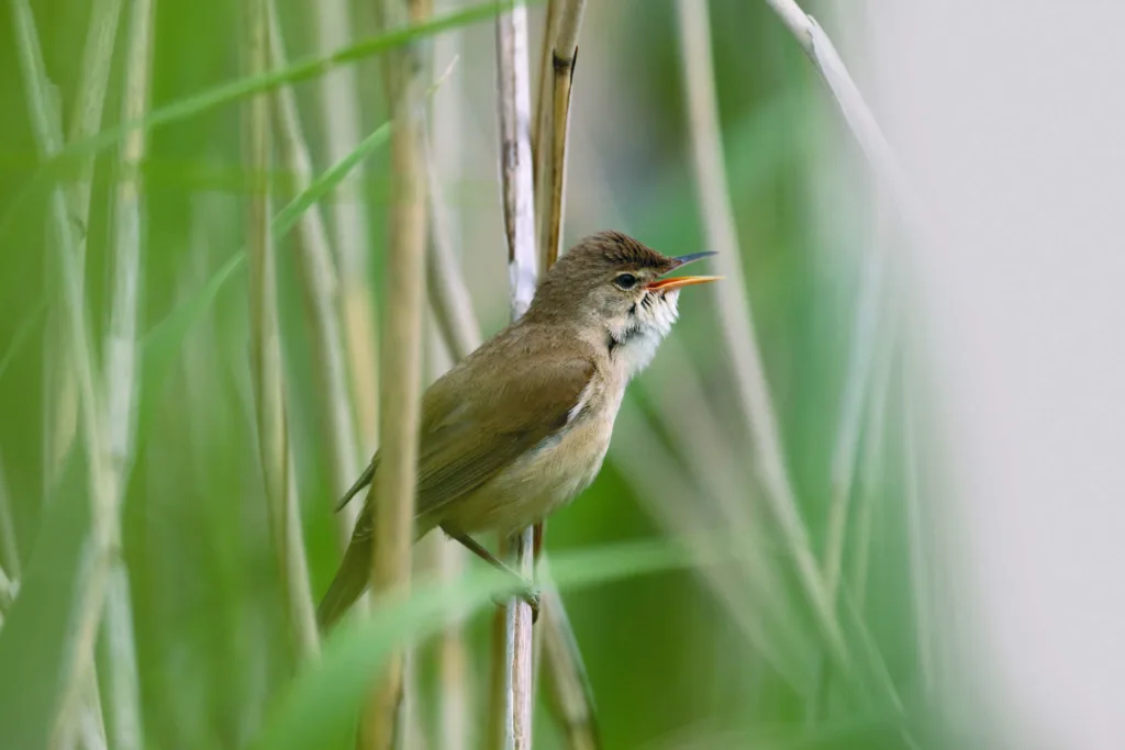 Reed warbler, Acrocephalus scirpaceus