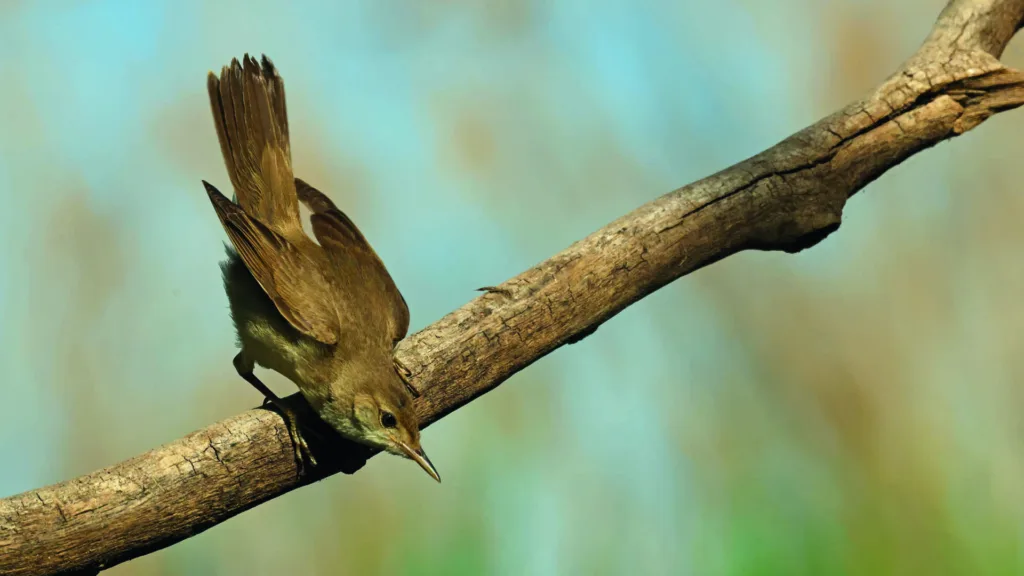 Common reed warbler (Acrocephalus scirpaceus), Hungary