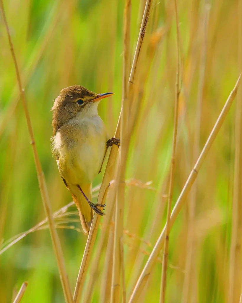 Vertical shot of a reed warbler bird perched on a branch