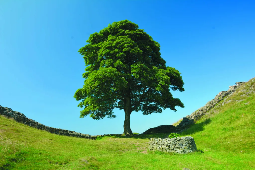 Sycamore Gap