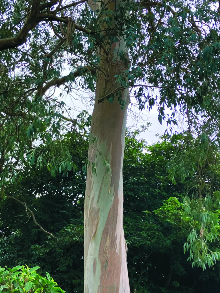 Eucalyptus Tree
