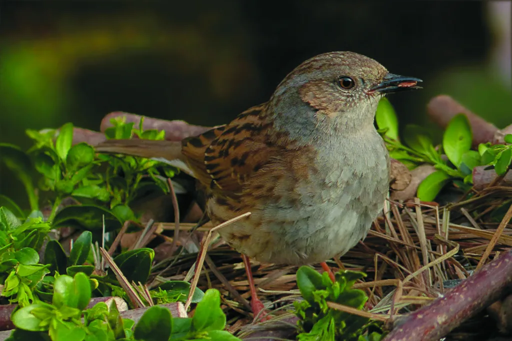dunnock 1376788
