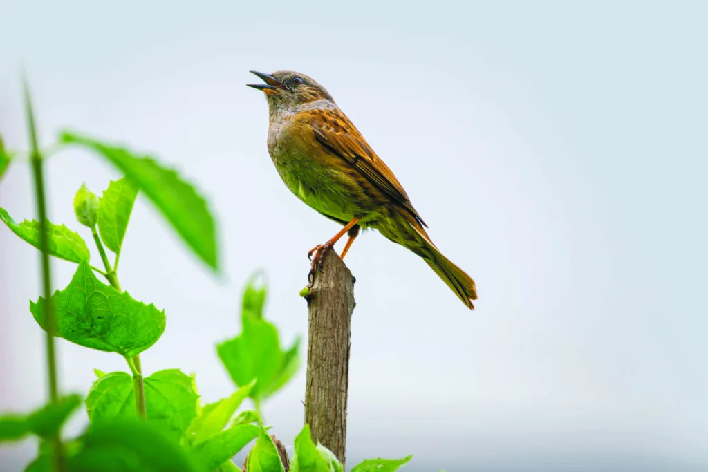 dunnock 9546115