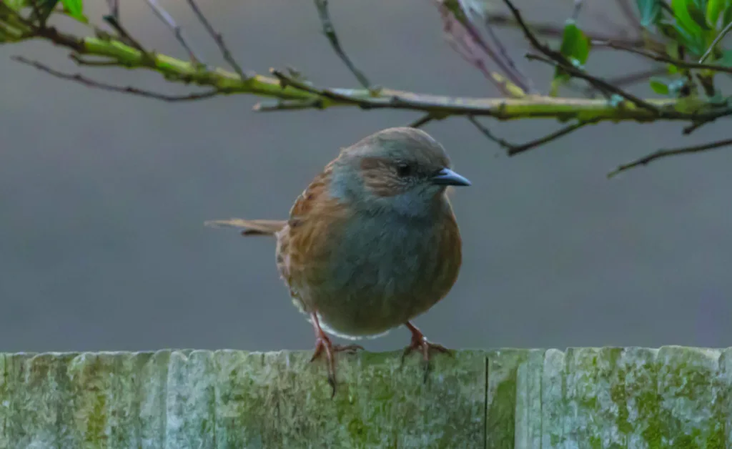 dunnock on a fence 4932819