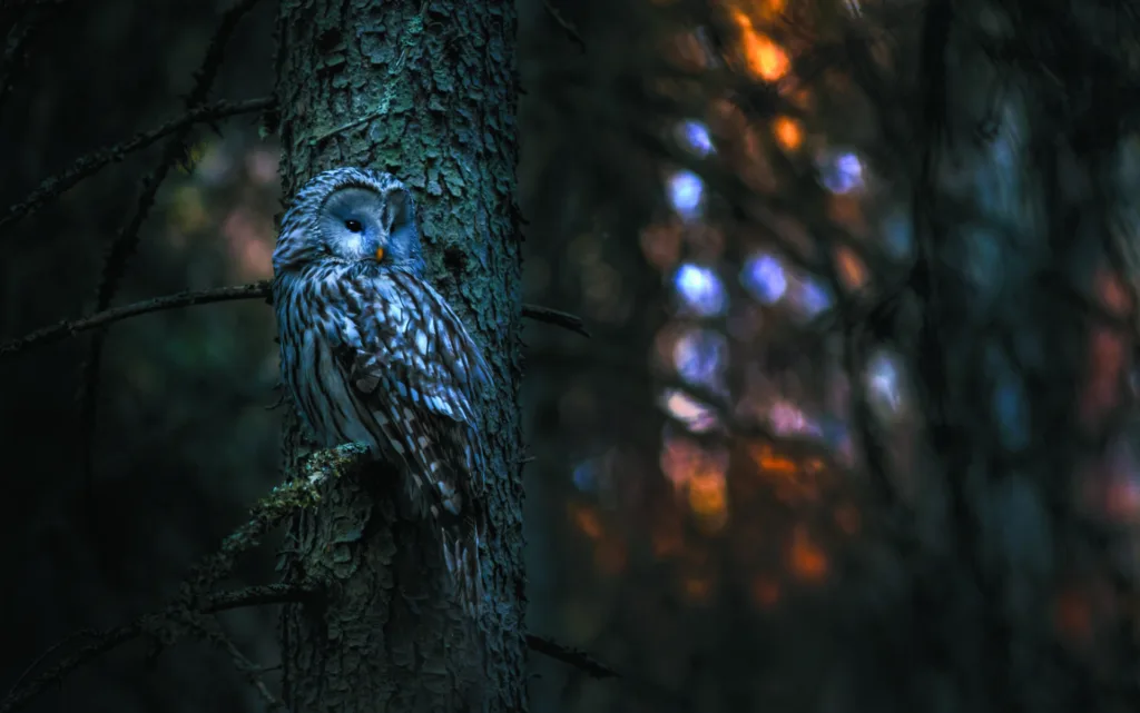 owl