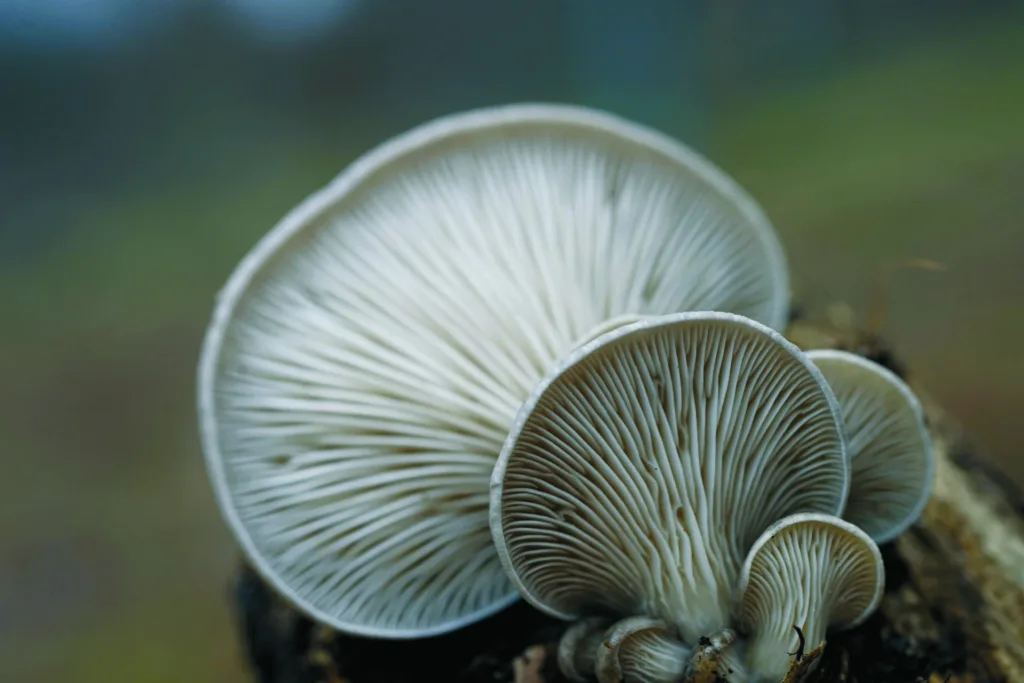 oyster mushrooms