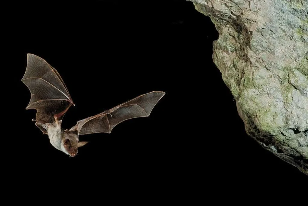Bat 2